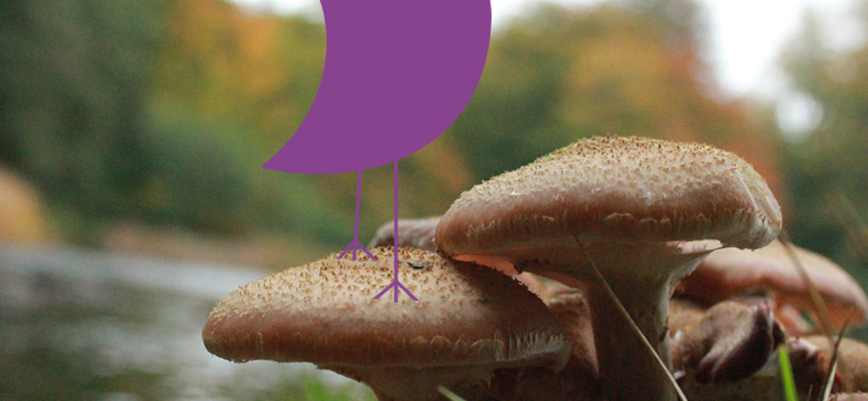Conférence-projection sur les champignons par Benoît Peyre
