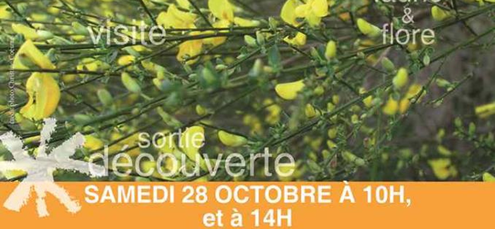 Balade botanique « Les arbres et plantes tinctoriales du Limousin »