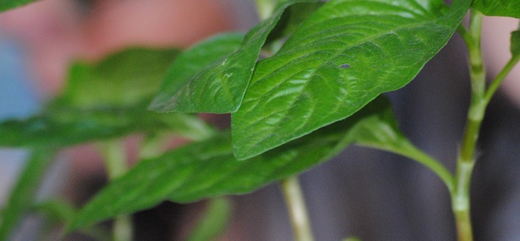 Stage « culture et cueillette  de plantes tinctoriales » #Lainamac